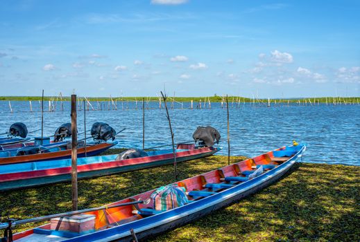 Fishing boats waiting for tourists, to board a boat to see the beauty, the lotus in lake in evening light