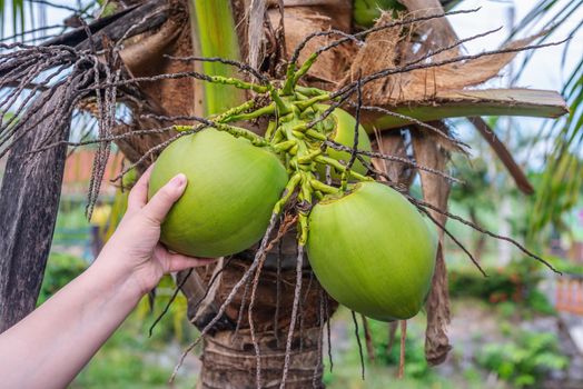 Hand women with, Coconut tropical fruit, on palm tree, blurred background