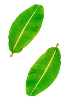 Banana leaf, green leaves, isolated on white background, Clipping paths