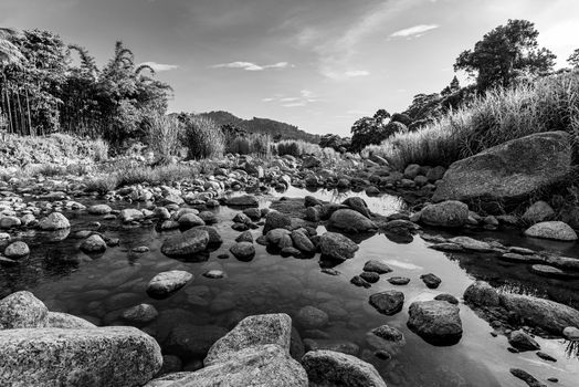River stone and tree, View water river tree, Stone river in tree leaf in forest, Black and white and monochrome style