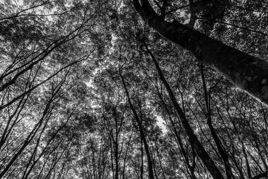 Latex rubber plantation or para rubber tree or tree rubber with leaves branch in southern Thailand, Black and white and monochrome style