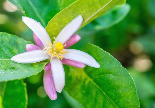 Lime flower, Lemon on tree, with green leaf, on blurred leaves background, Macro