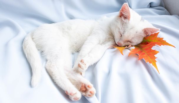 A small white kitten sleeps on a blue soft cloth with an orange leaf under its head. Autumn concept