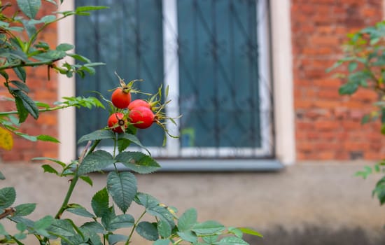 Fresh ripe red dog-rose on a green branch with leaves against a blurred window