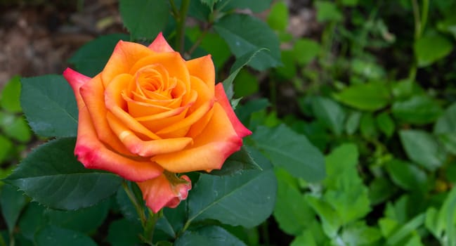 City park. An amazing orange rose.Space for your tex