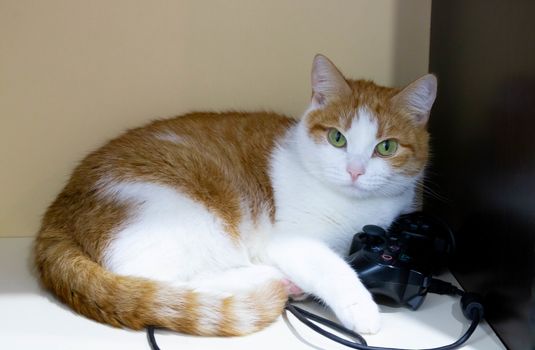 A red cat is lying next to the game joystick