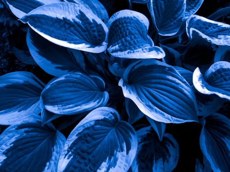 Texture of blue and white leaves of a decorative plant.