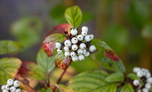 Natural white berries on a green Bush. branch with withe berries in the garden