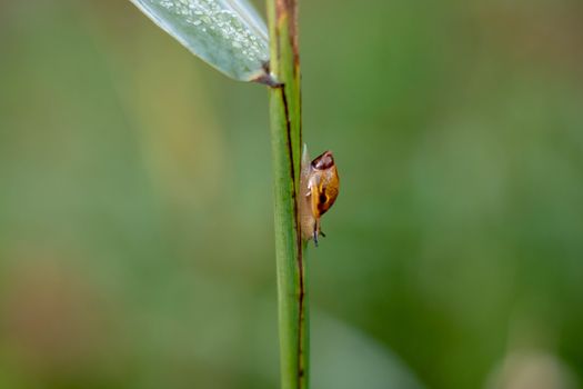 snail shell sitting on green grass, soft selective focus