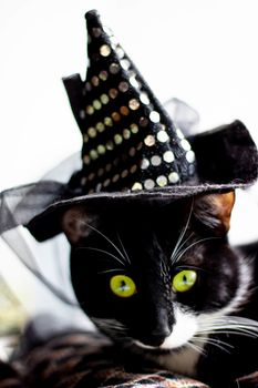 Black cat with witch hat for halloween. isolated on white background.