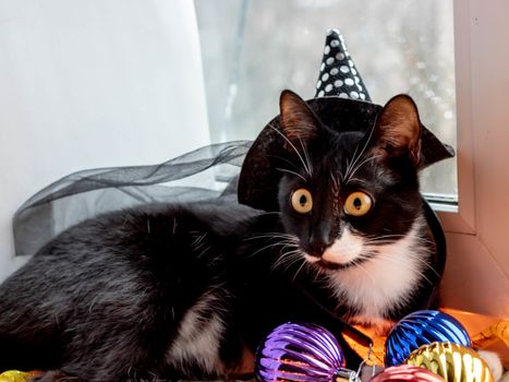 Black cat with witch hat for halloween. isolated on white background.