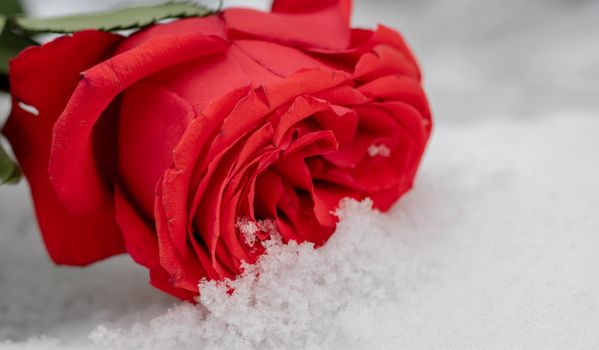 Rose flowers under the first snow background