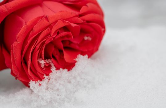 Rose flowers under the first snow background
