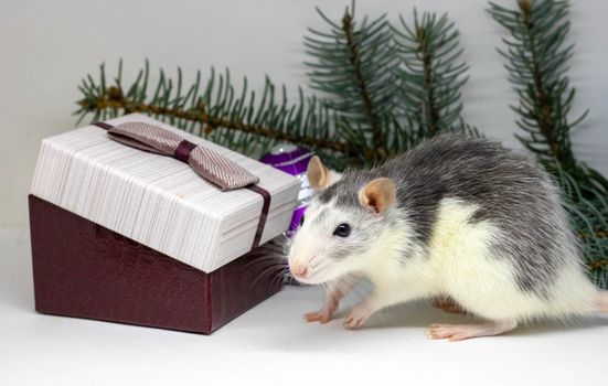 Silver rat and presents. Rat on the background of Christmas decorations. Symbol of 2020. year of rat.