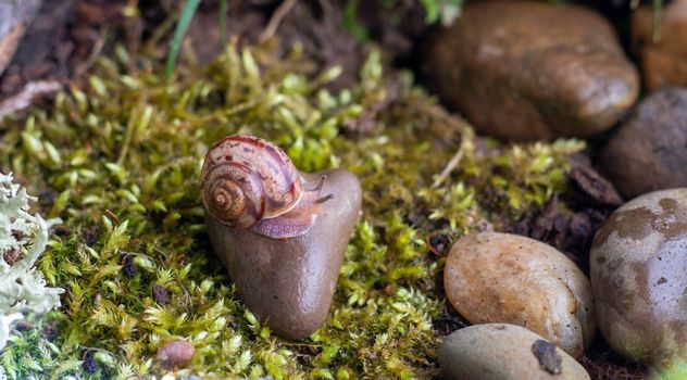 The snail glides over the wet texture of the stone.Pink snail with light brown striped shell