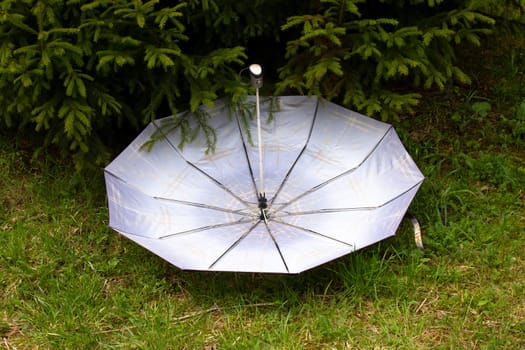 A light-grey umbrella rests on the green paws of a young spruce.