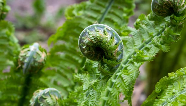 Fern Spiral of Matteuccia is a genus of ferns with one species: Matteuccia struthiopteris common names ostrich fern, fiddlehead fern, or shuttlecock fern
