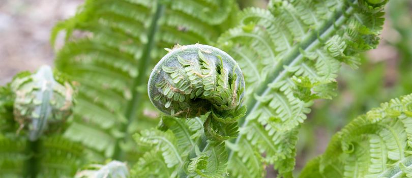 Fern Spiral of Matteuccia is a genus of ferns with one species: Matteuccia struthiopteris common names ostrich fern, fiddlehead fern, or shuttlecock fern
