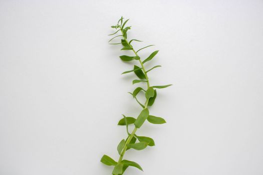 Large openwork green leaf isolated on a white background