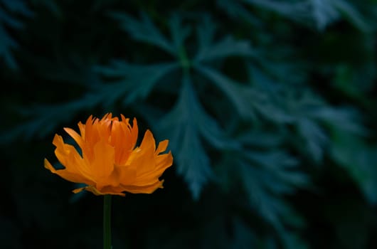 Orange Asian flower of Vitalia on a dark background of leaves. Orange Asian flower Globeflower of Vitalia on a dark leaf background. Globeflower.