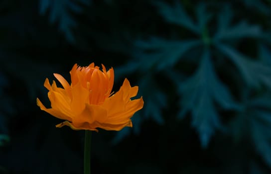 Orange Asian flower of Vitalia on a dark background of leaves. Orange Asian flower Globeflower of Vitalia on a dark leaf background. Globeflower