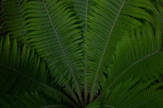 Green fern fan on the city flower bed