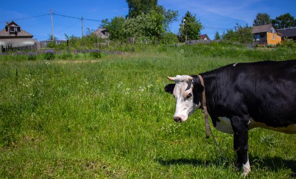 A curious black cow with a white head stands in a green pasture. Concept of the Chinese New year 2021.Symbol of the new year.