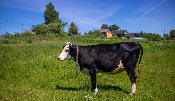 On a green pasture stands a black cow with a white head. Concept of the Chinese New year 2021.