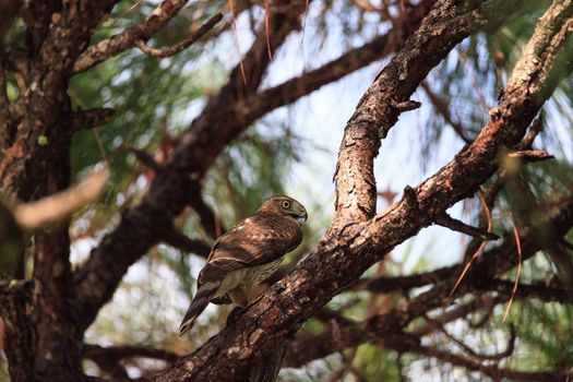 Juvenile light morph Red-tailed hawk Buteo jamaicensis eats a blue jay in a pine tree in Naples, Florida