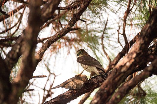 Juvenile light morph Red-tailed hawk Buteo jamaicensis eats a blue jay in a pine tree in Naples, Florida