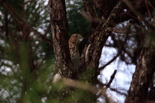 Juvenile light morph Red-tailed hawk Buteo jamaicensis eats a blue jay in a pine tree in Naples, Florida