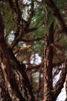 Juvenile light morph Red-tailed hawk Buteo jamaicensis eats a blue jay in a pine tree in Naples, Florida