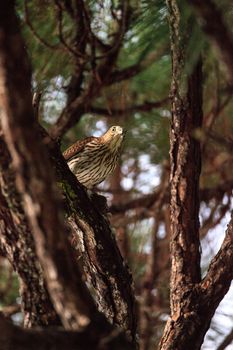 Juvenile light morph Red-tailed hawk Buteo jamaicensis eats a blue jay in a pine tree in Naples, Florida