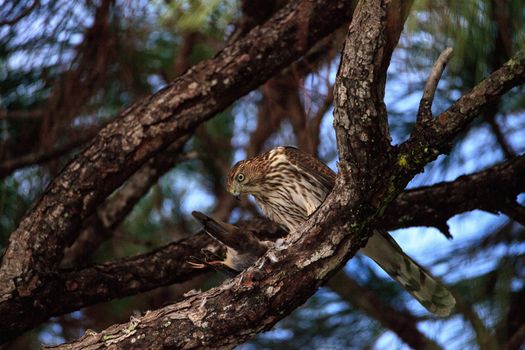 Juvenile light morph Red-tailed hawk Buteo jamaicensis eats a blue jay in a pine tree in Naples, Florida