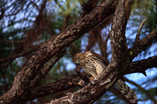 Juvenile light morph Red-tailed hawk Buteo jamaicensis eats a blue jay in a pine tree in Naples, Florida