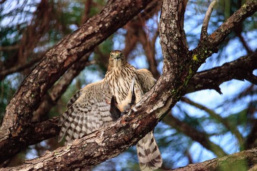 Juvenile light morph Red-tailed hawk Buteo jamaicensis eats a blue jay in a pine tree in Naples, Florida