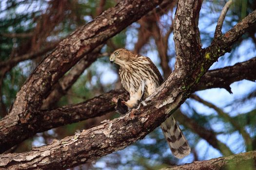 Juvenile light morph Red-tailed hawk Buteo jamaicensis eats a blue jay in a pine tree in Naples, Florida