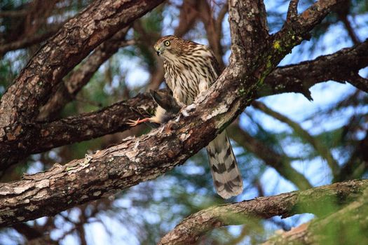 Juvenile light morph Red-tailed hawk Buteo jamaicensis eats a blue jay in a pine tree in Naples, Florida