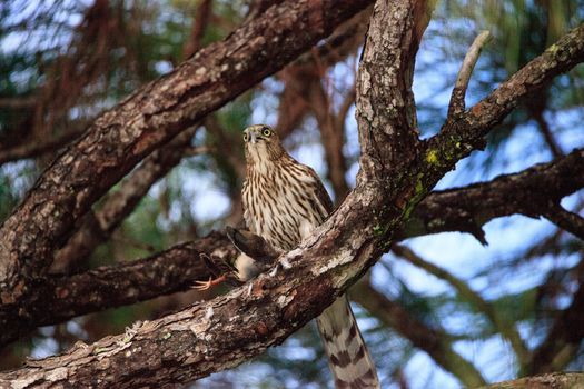 Juvenile light morph Red-tailed hawk Buteo jamaicensis eats a blue jay in a pine tree in Naples, Florida