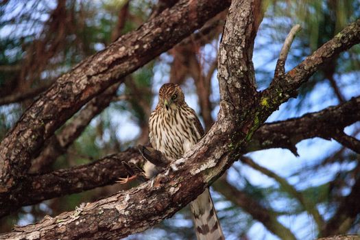 Juvenile light morph Red-tailed hawk Buteo jamaicensis eats a blue jay in a pine tree in Naples, Florida