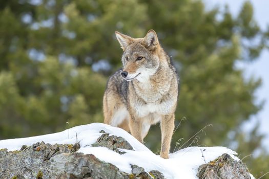 A Coyote searches for a meal in the snowy mountains of Montana.