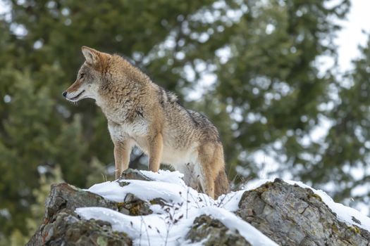 A Coyote searches for a meal in the snowy mountains of Montana.