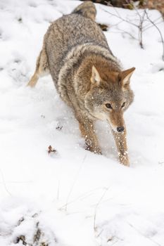 A Coyote searches for a meal in the snowy mountains of Montana.