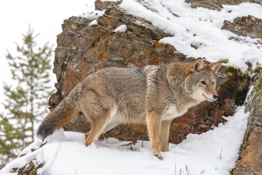 A Coyote searches for a meal in the snowy mountains of Montana.