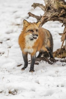 A Red Fox hunting for pray in a snowy environment