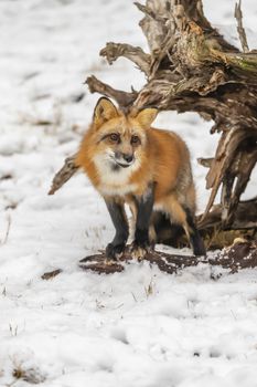 A Red Fox hunting for pray in a snowy environment