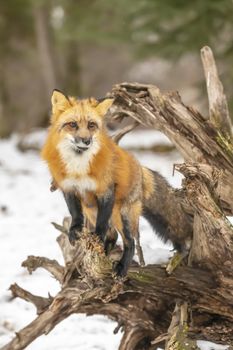 A Red Fox hunting for pray in a snowy environment