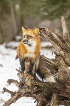 A Red Fox hunting for pray in a snowy environment