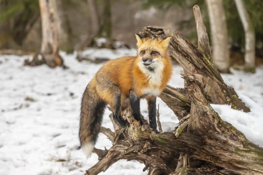 A Red Fox hunting for pray in a snowy environment