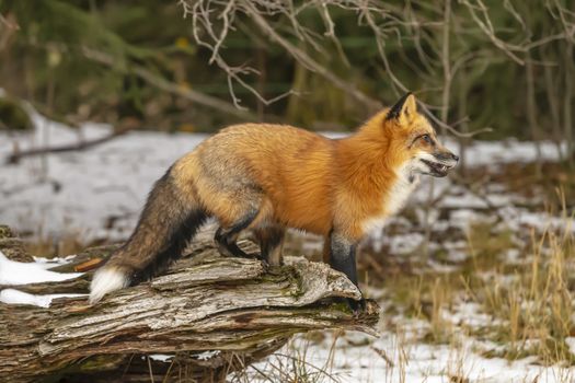 A Red Fox hunting for pray in a snowy environment